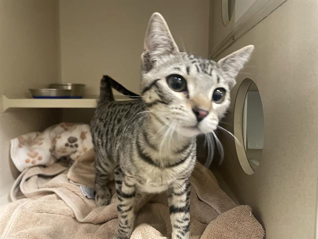 Enlarge ROBERTA, a Adoptable Domestic Short Hair in Denver, CO image 1/1