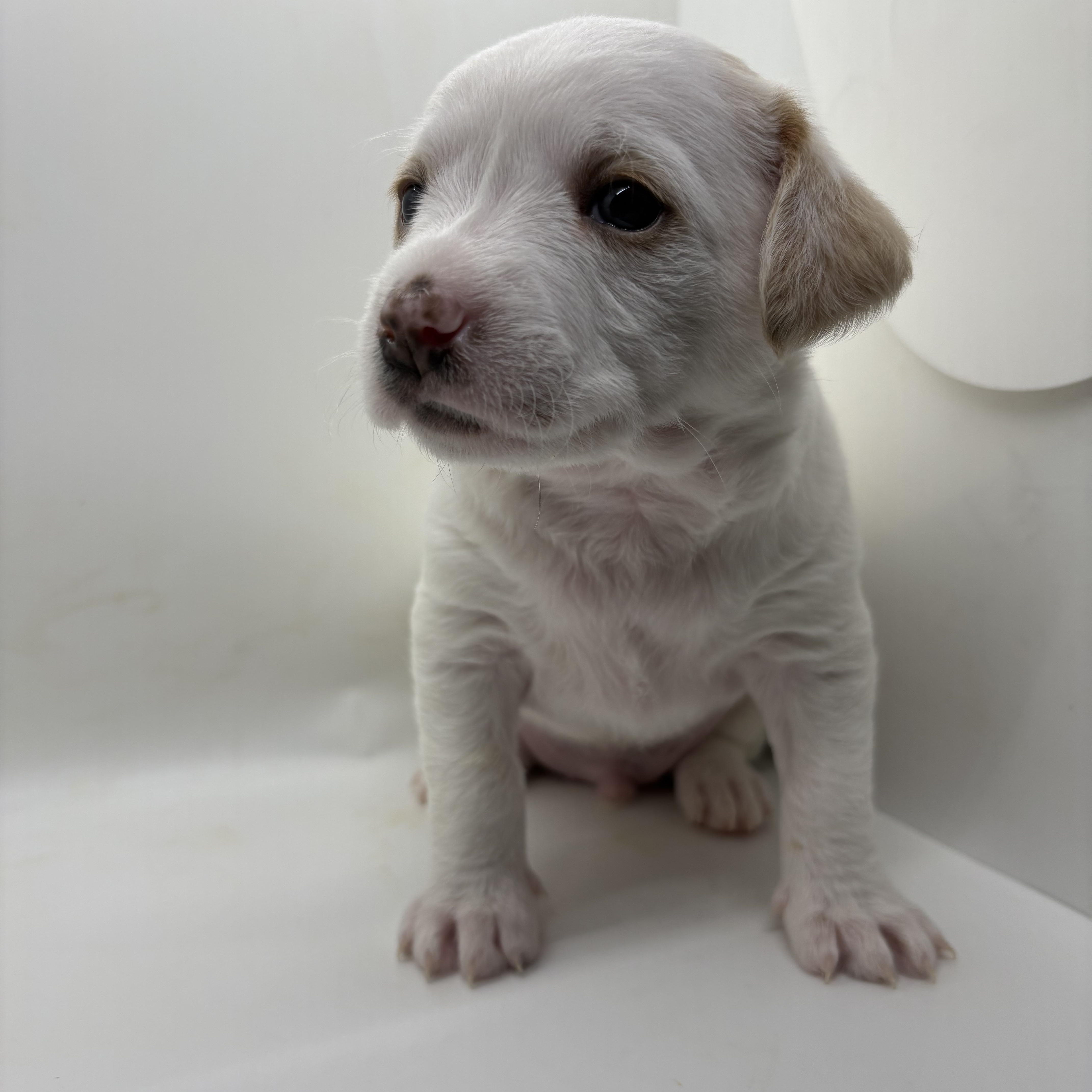 Enlarge Otis, an adopted mixed breed in Clarksburg, ON image 1/1