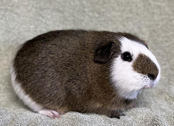 Teddy, Adoptable, Adult Male Guinea Pig.