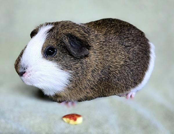 Enlarge Teddy, a Adoptable mixed breed in Monterey, CA image 2/6