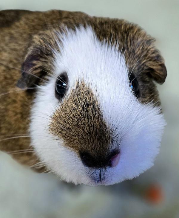 Enlarge Teddy, a Adoptable mixed breed in Monterey, CA image 3/6