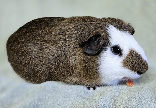 Enlarge Teddy, a Adoptable mixed breed in Monterey, CA image 4/6