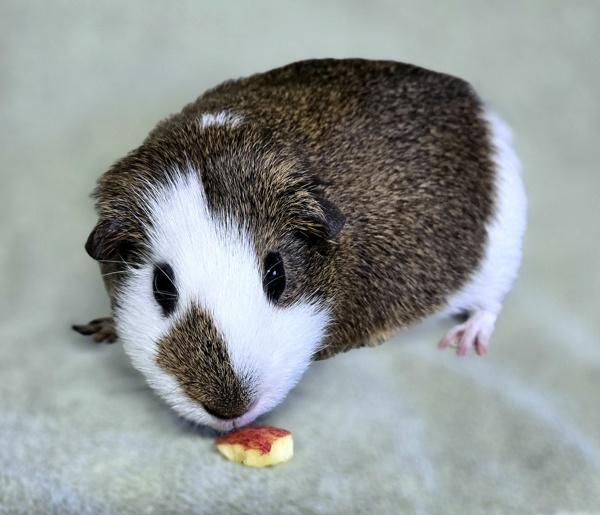 Enlarge Teddy, a Adoptable mixed breed in Monterey, CA image 6/6