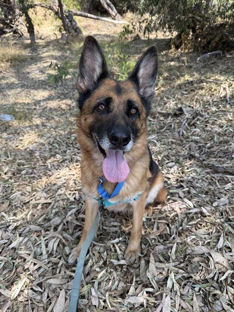 Enlarge JINGLES, a Adoptable German Shepherd Dog in Chula Vista, CA image 1/1