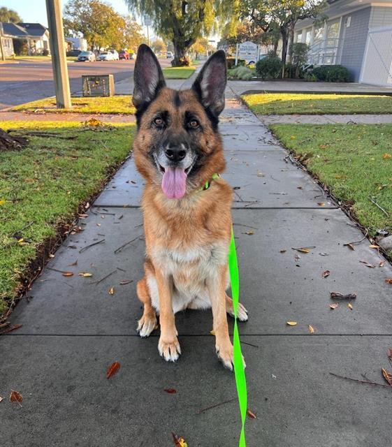 JINGLES, Adoptable, Adult Female German Shepherd Dog.