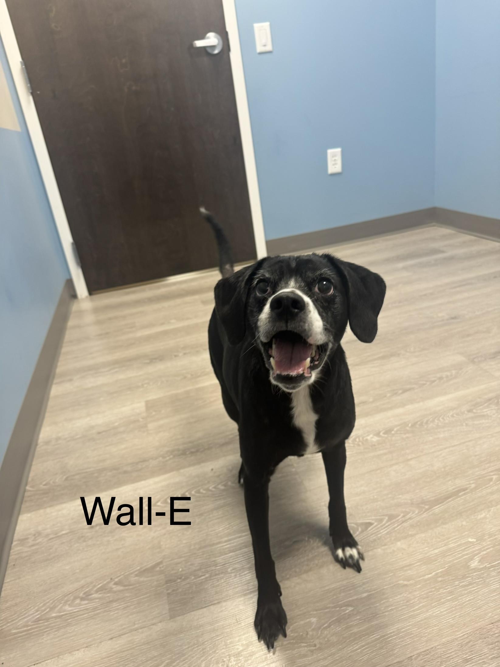 Wall-E, adopted, Adult Female Beagle.