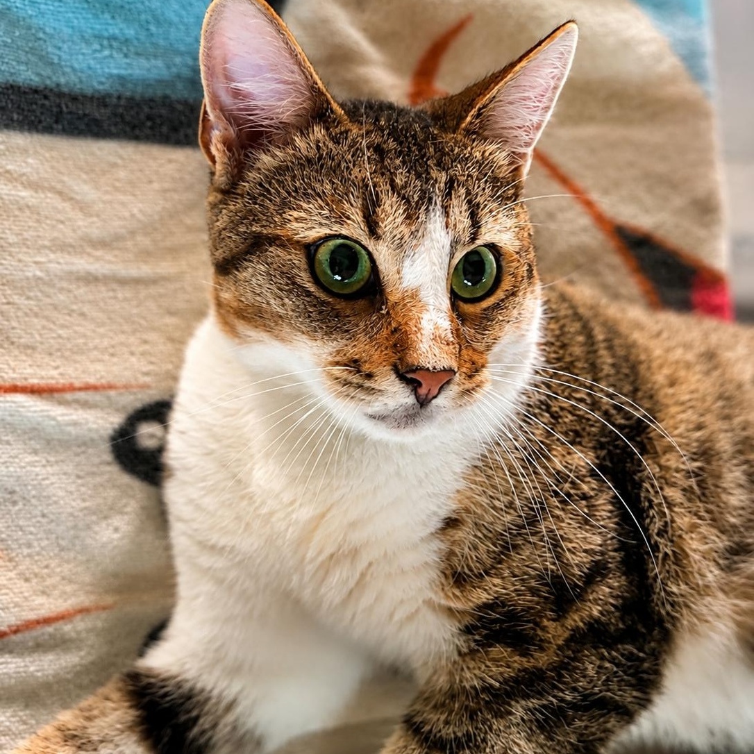 Enlarge Dewey, a Adoptable Domestic Short Hair in Ford City, PA image 3/3