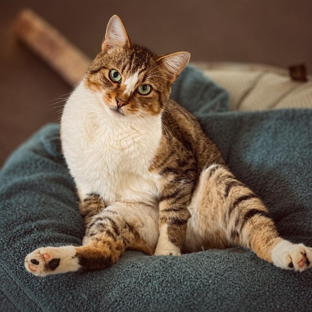 Enlarge Dewey, a Adoptable Domestic Short Hair in Ford City, PA image 2/3