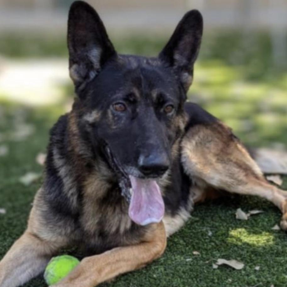 Enlarge LOUIE, a Adopted German Shepherd Dog in Lebec, CA image 1/1