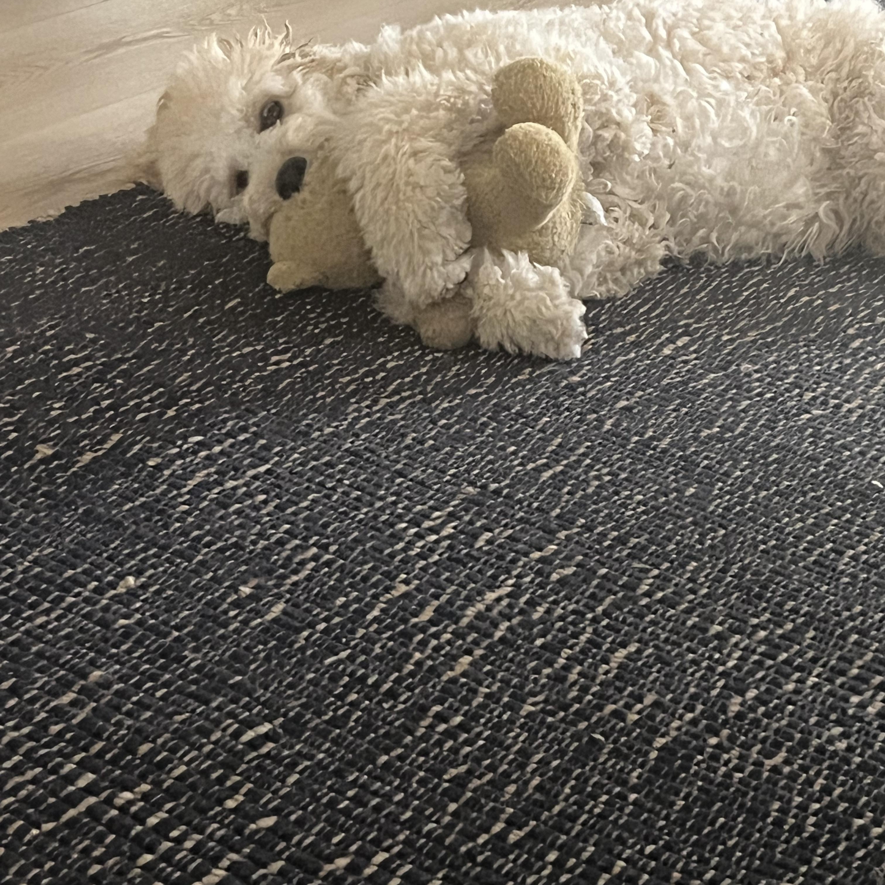 Enlarge EMMA-FLORIDA, a Adoptable Goldendoodle in Neptune Beach, FL image 5/6