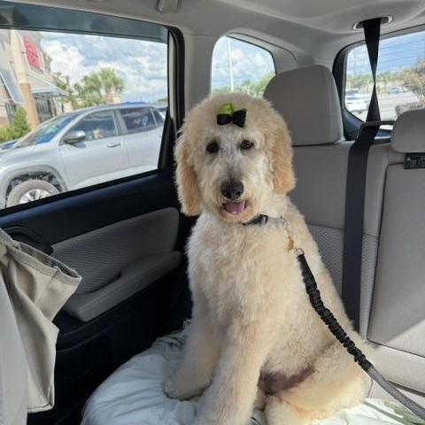 Enlarge EMMA-FLORIDA, a Adoptable Goldendoodle in Neptune Beach, FL image 4/6