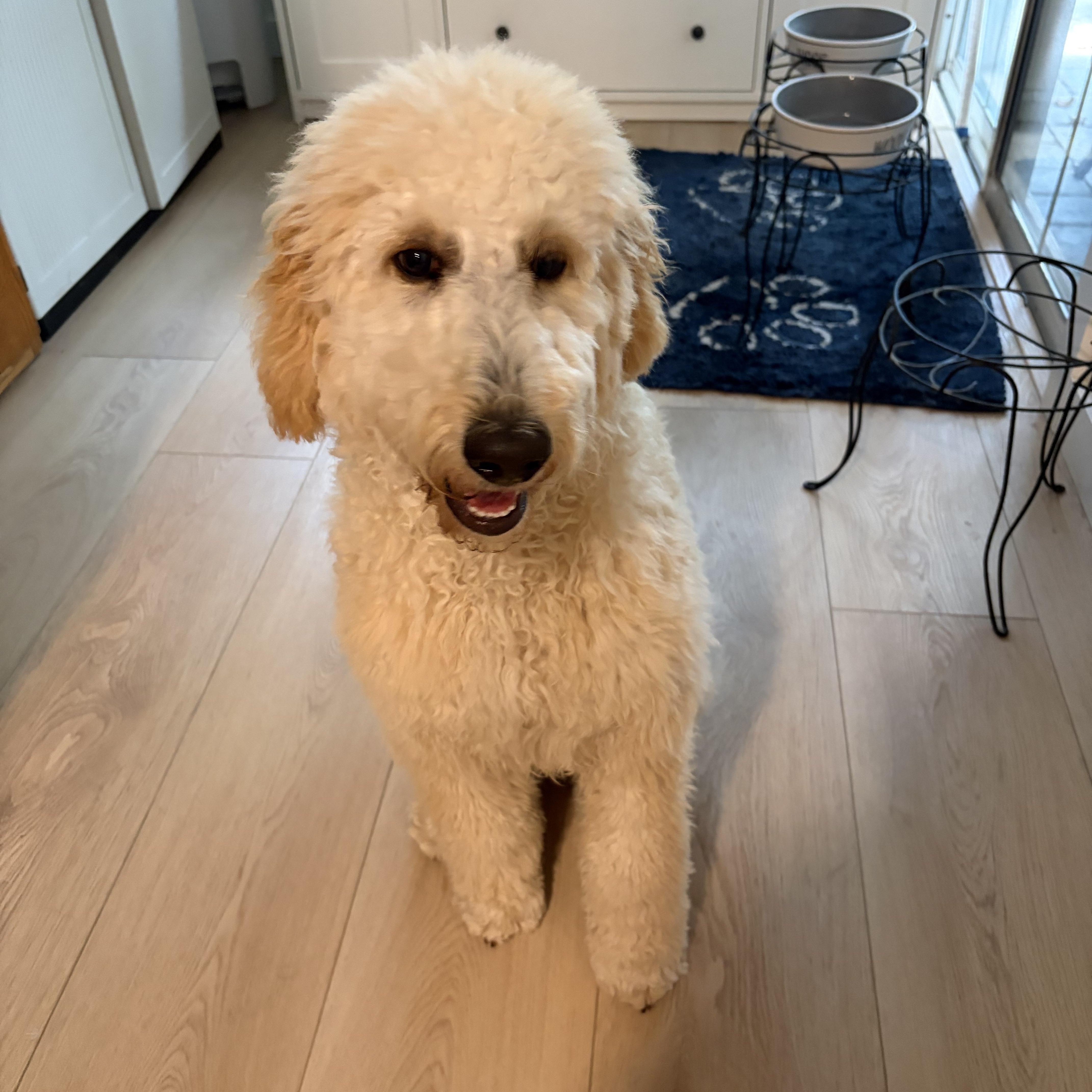 EMMA-FLORIDA, Adoptable, Puppy Female Goldendoodle.