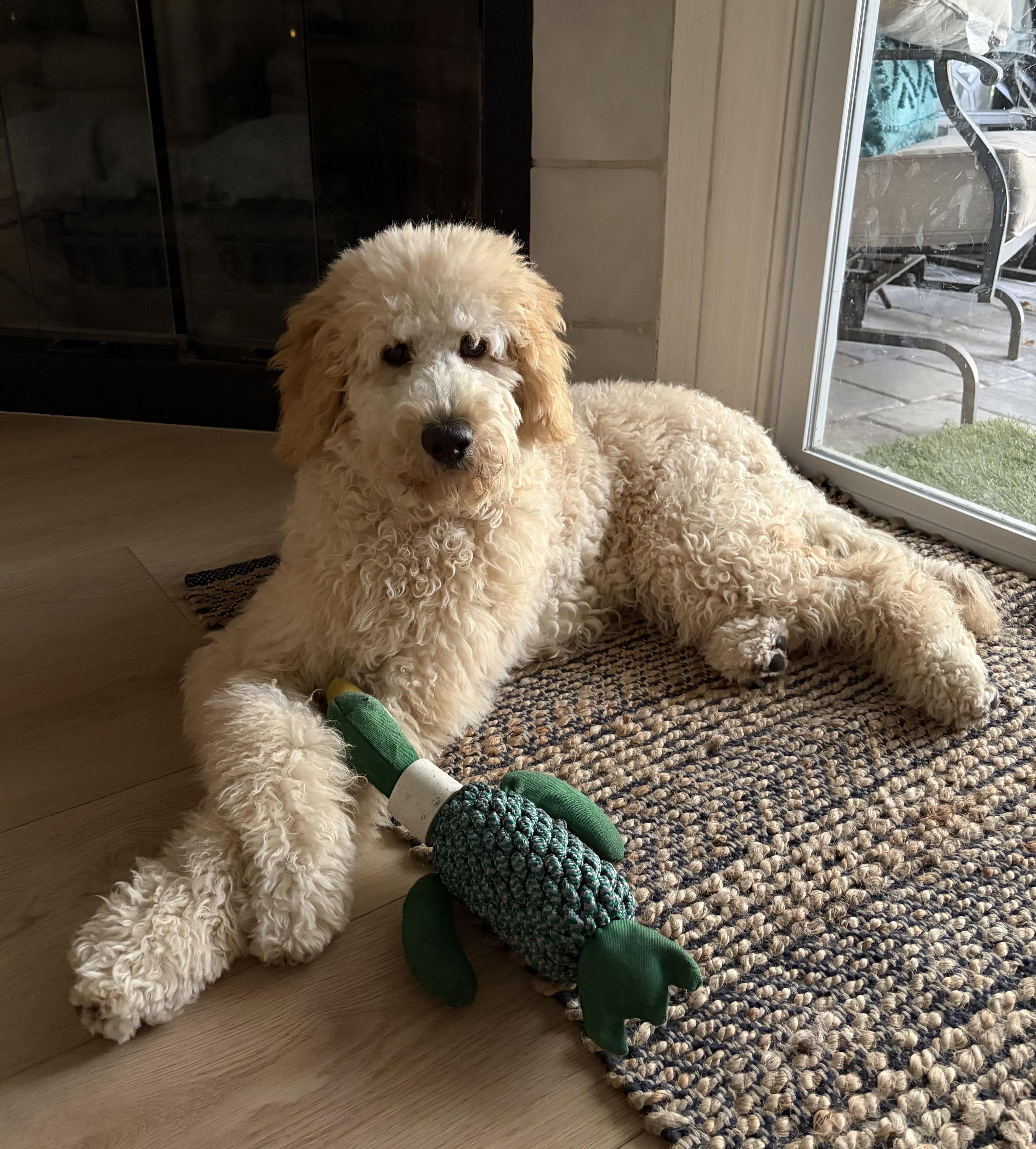 Enlarge EMMA-FLORIDA, a Adoptable Goldendoodle in Neptune Beach, FL image 3/6