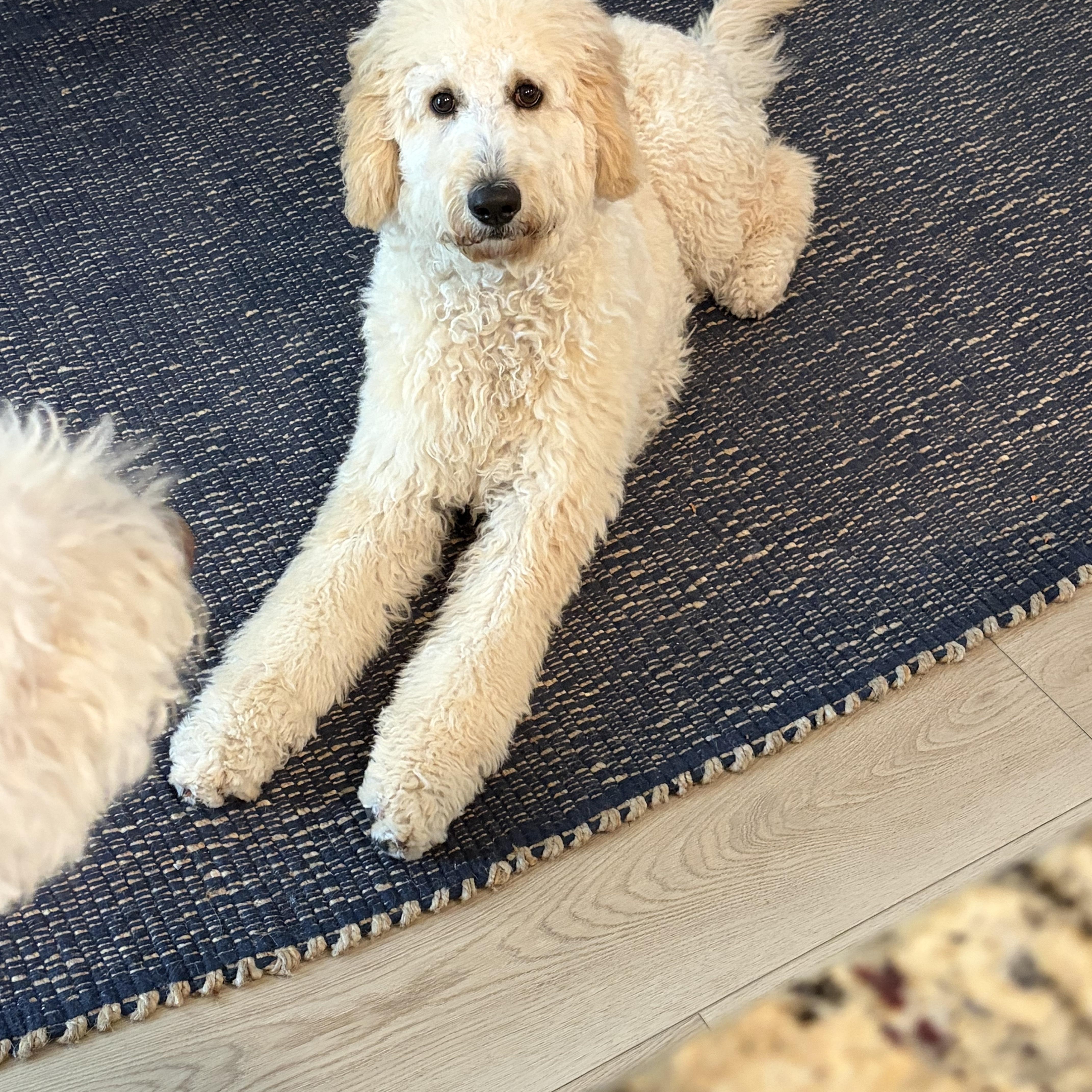 Enlarge EMMA-FLORIDA, a Adoptable Goldendoodle in Neptune Beach, FL image 2/6