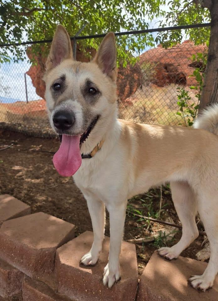 Nala, Adopted, Adult Female Akita.