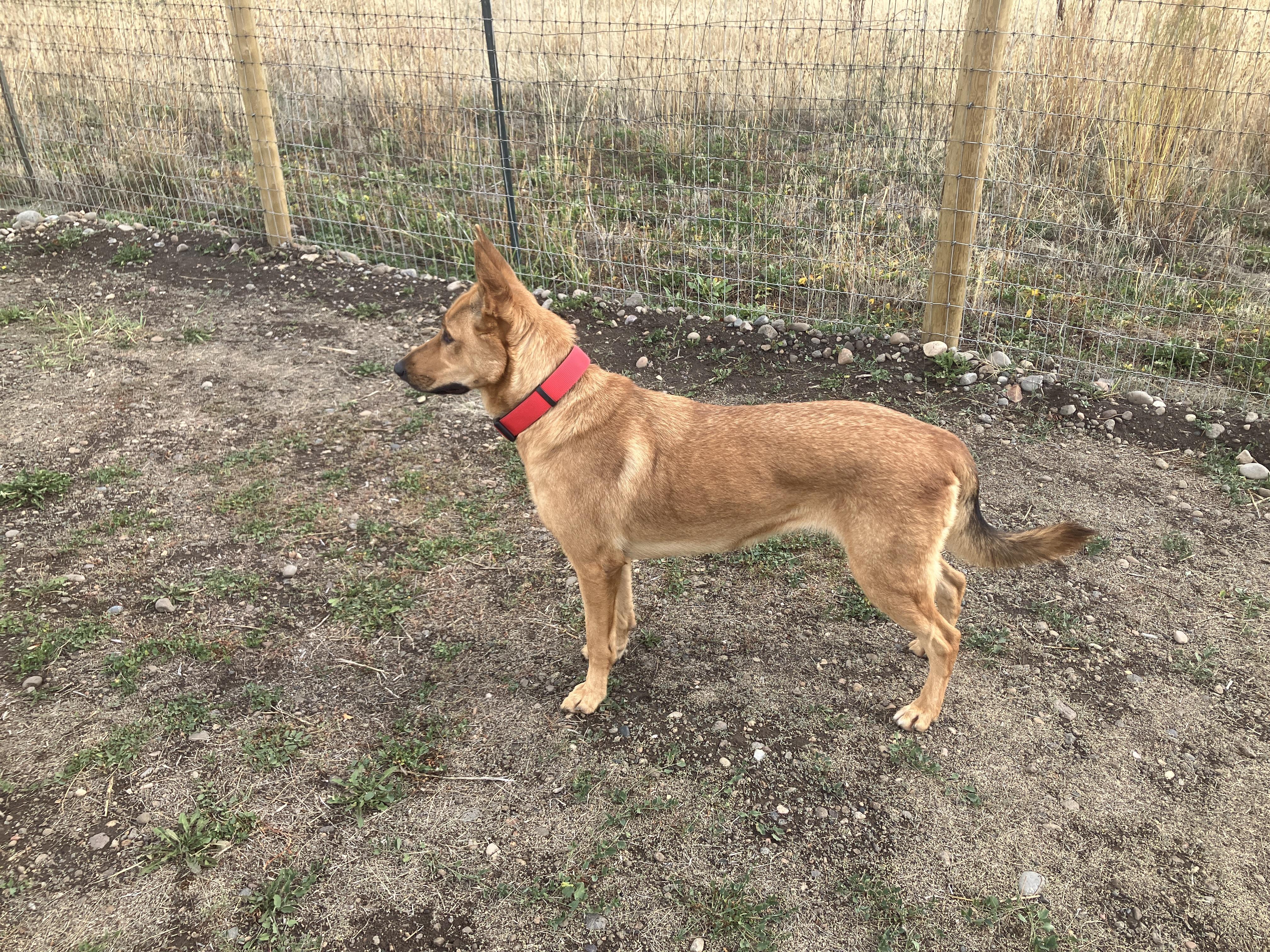 Sandy, a ADOPTABLE mixed breed in St. Anthony, ID image 3/3