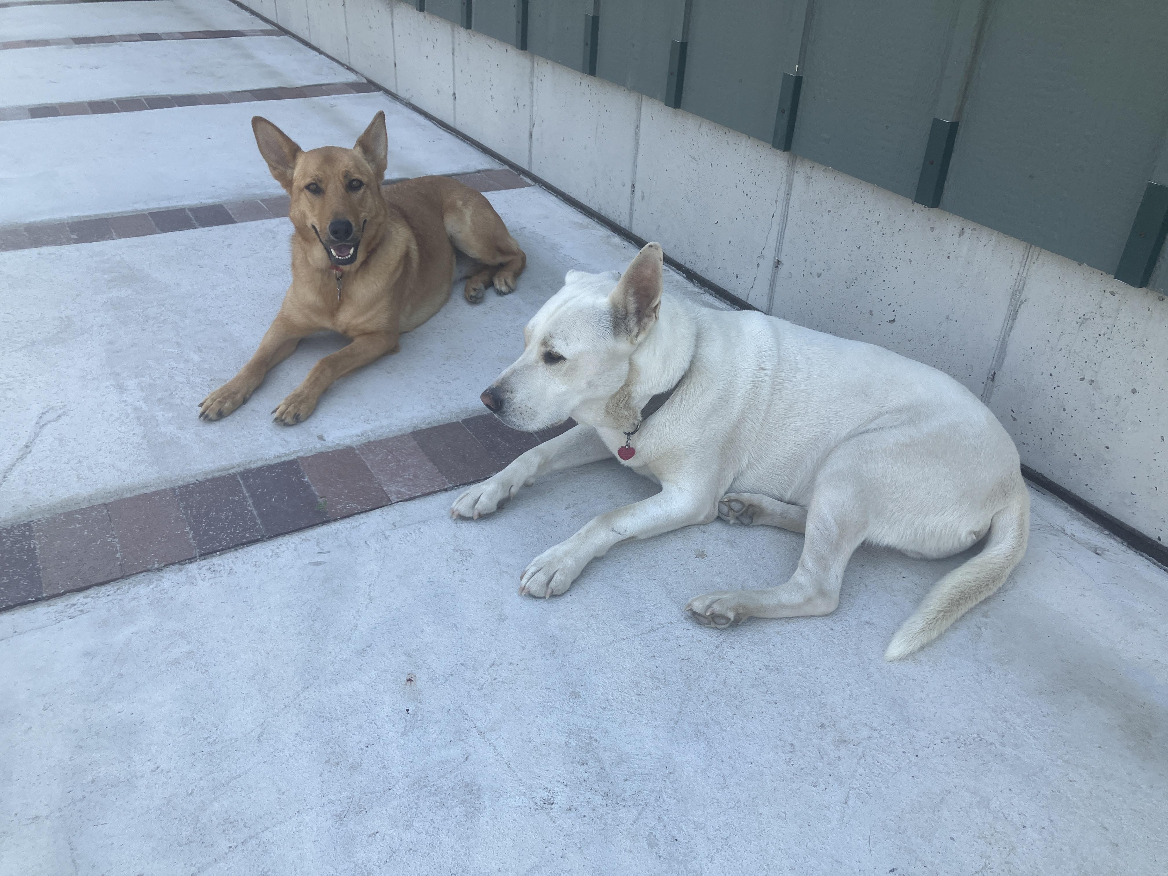 Sandy, a ADOPTABLE Belgian Shepherd / Malinois in St. Anthony, ID image 5/5