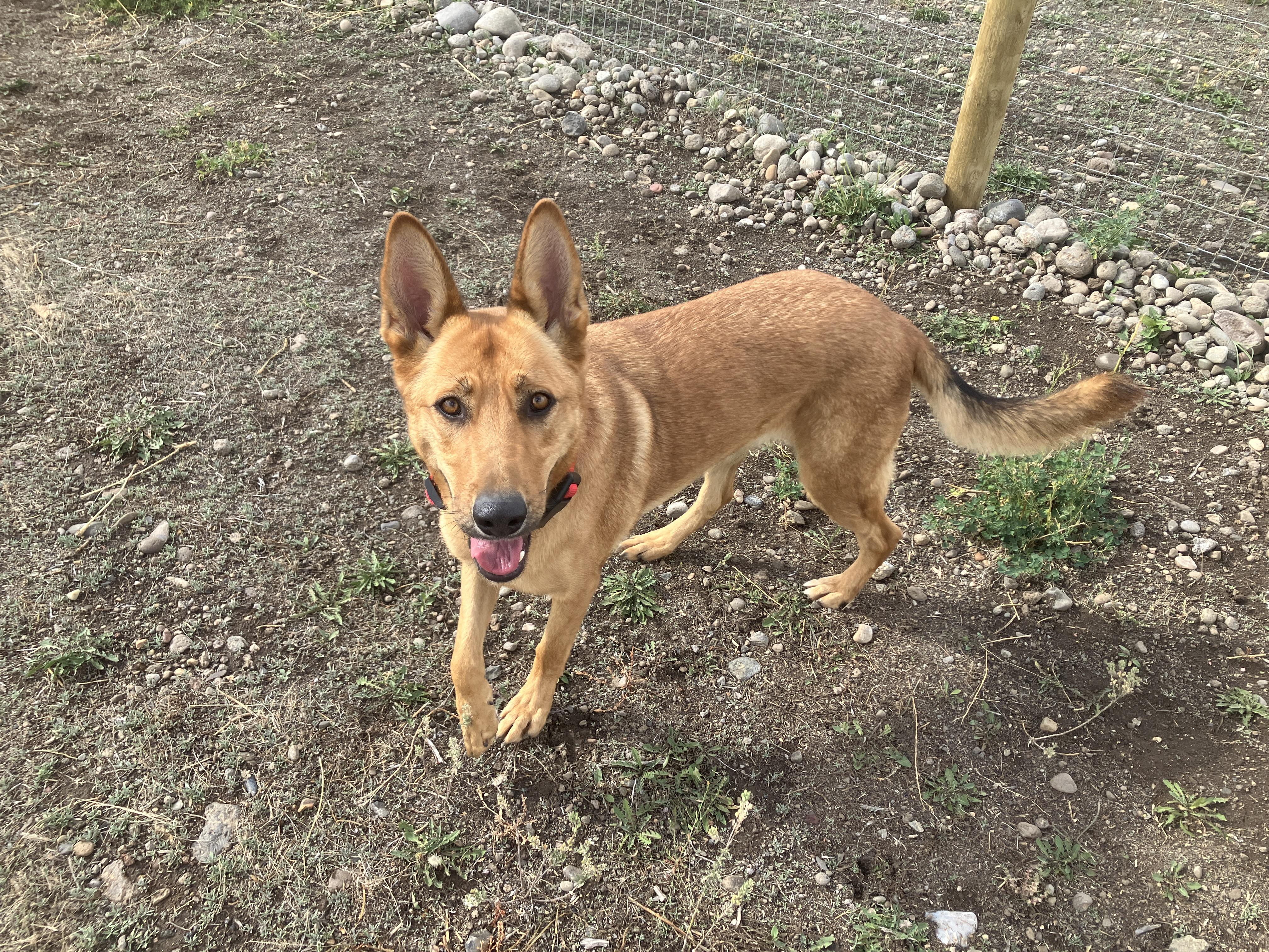 Sandy, a ADOPTABLE mixed breed in St. Anthony, ID image 2/3