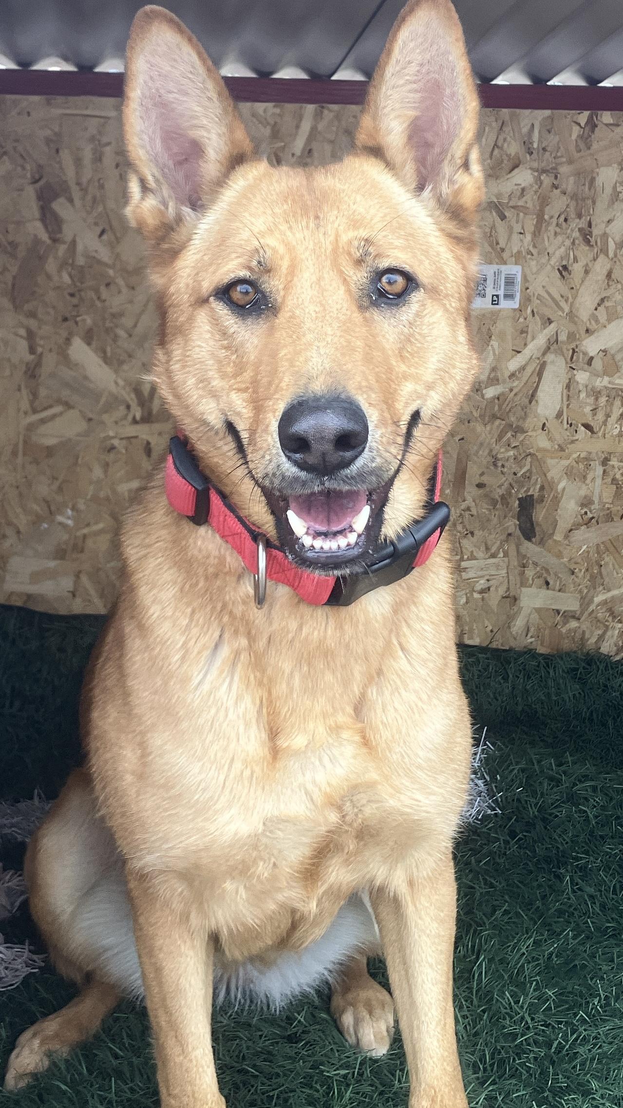 Sandy, ADOPTABLE, Adult Female Mixed Breed.