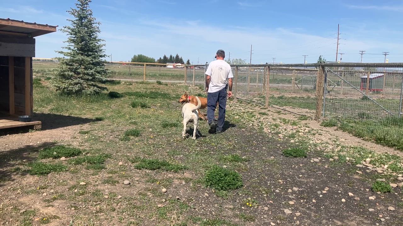 Enlarge Sandy, a ADOPTABLE Belgian Shepherd / Malinois in St. Anthony, ID video 3/5