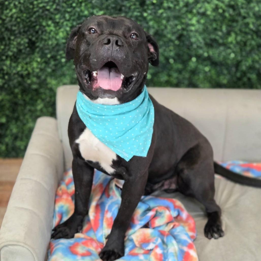 Ramon, Adoptable, Adult Male Labrador Retriever & Pit Bull Terrier.