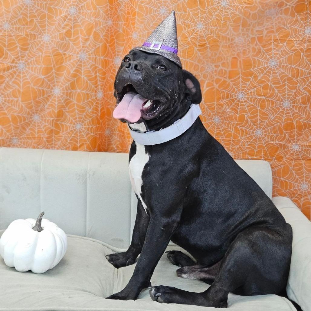 Enlarge Ramon, a Adoptable mixed breed in East Saint Louis, IL image 2/6
