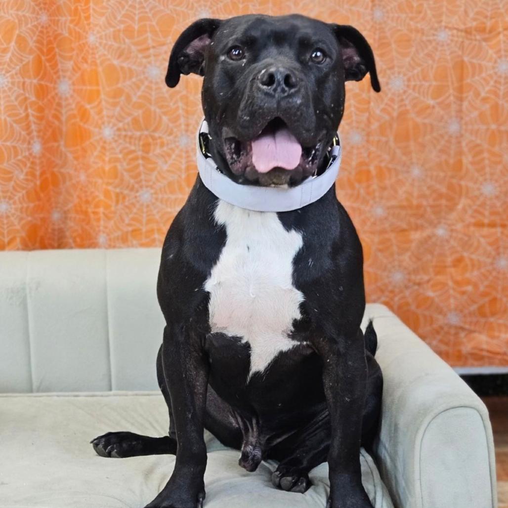 Enlarge Ramon, a Adoptable mixed breed in East Saint Louis, IL image 3/6
