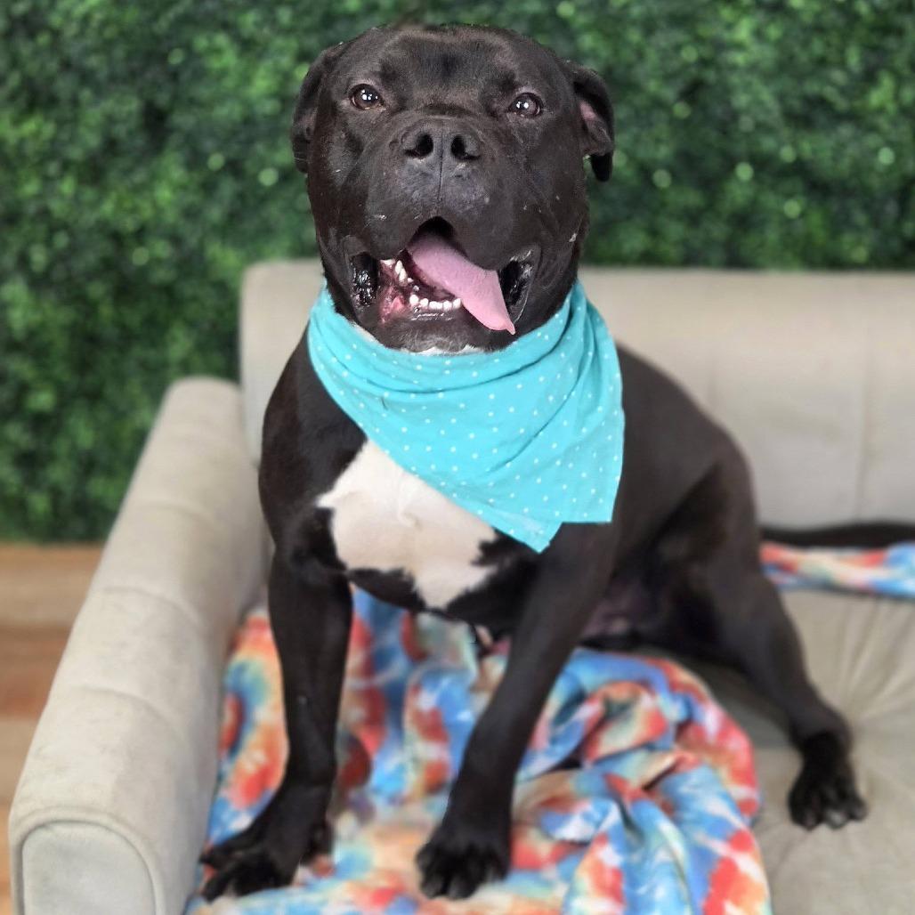 Enlarge Ramon, a Adoptable mixed breed in East Saint Louis, IL image 4/6
