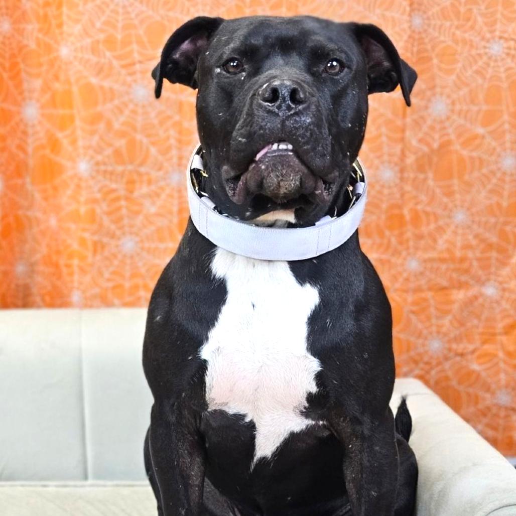 Enlarge Ramon, a Adoptable mixed breed in East Saint Louis, IL image 5/6
