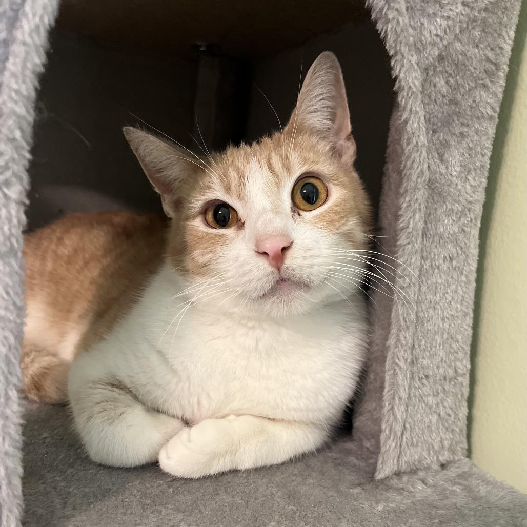 Apostrophe, a Adoptable mixed breed in La Grange, KY image 1/6