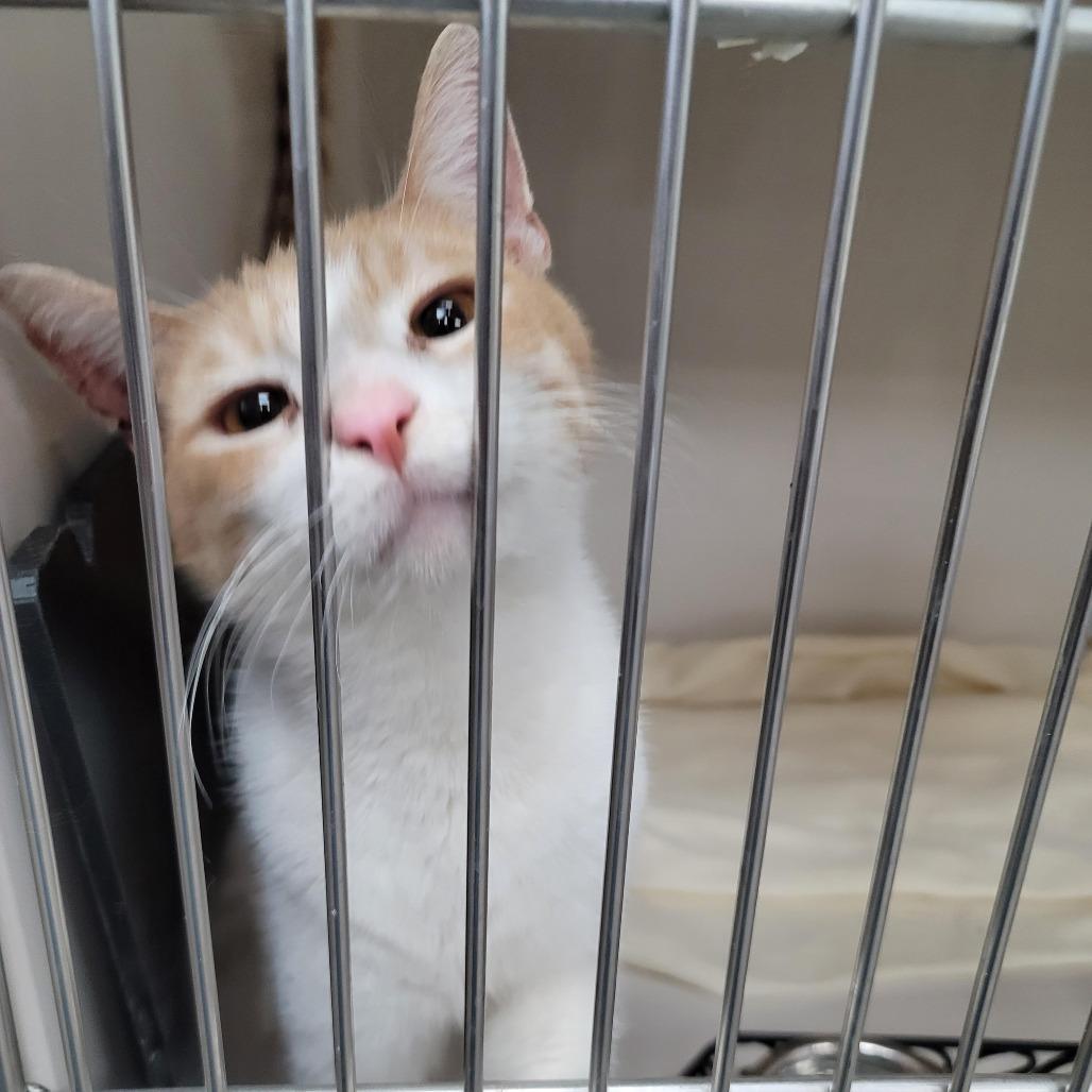 Apostrophe, a Adoptable mixed breed in La Grange, KY image 5/6