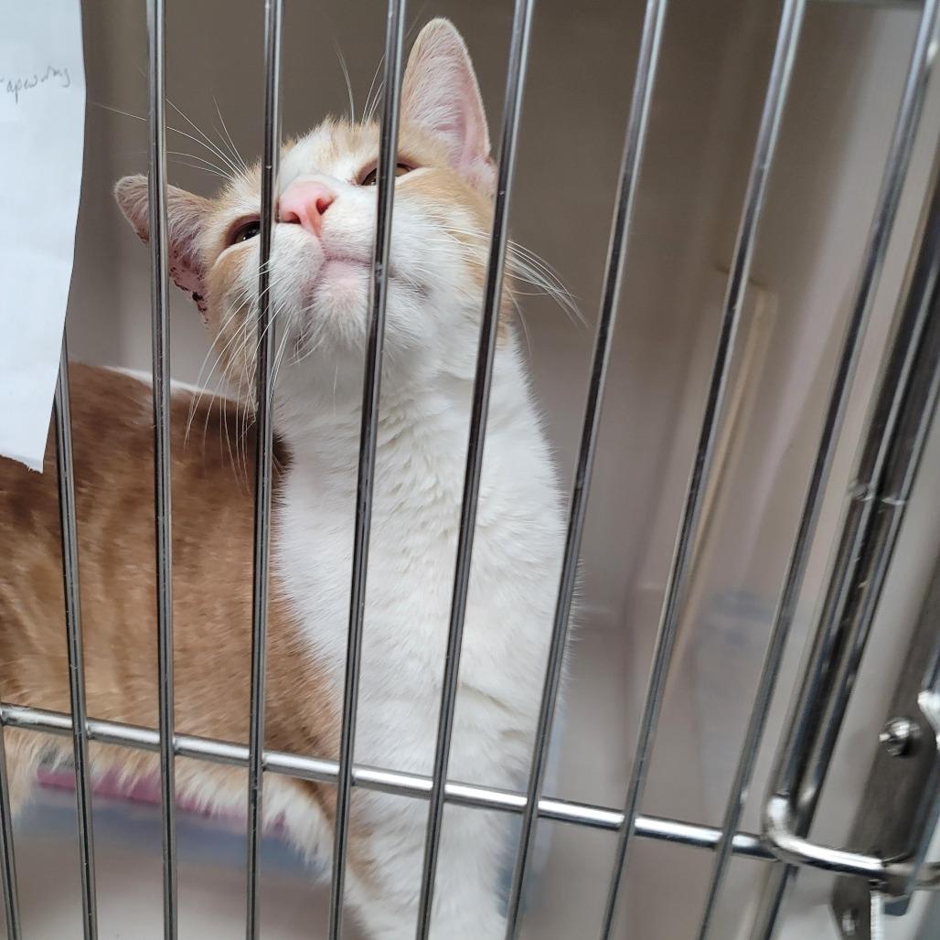 Apostrophe, a Adoptable mixed breed in La Grange, KY image 6/6