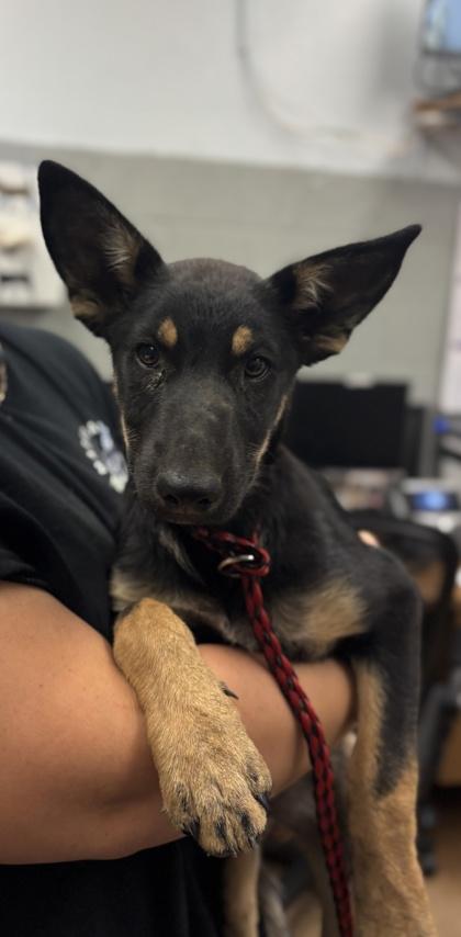 Martini, Adoptable, Puppy Female Shepherd & Mixed Breed.