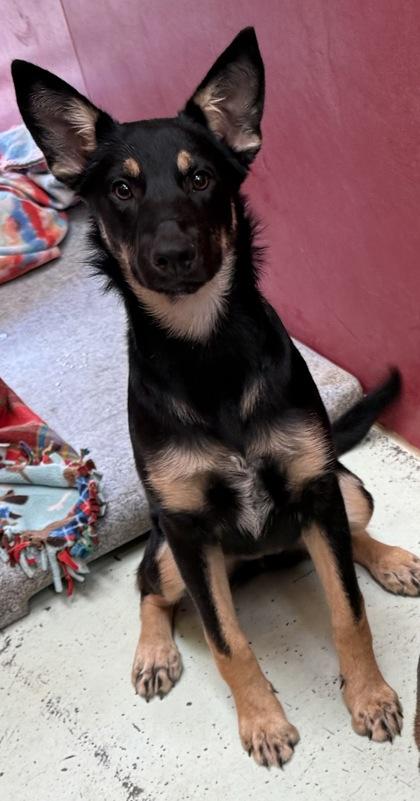 Martini, a Adoptable mixed breed in Madera, CA image 2/2