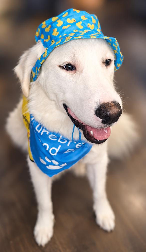 Enlarge Boo Boy, a Adoptable mixed breed in Dallas, TX image 2/5