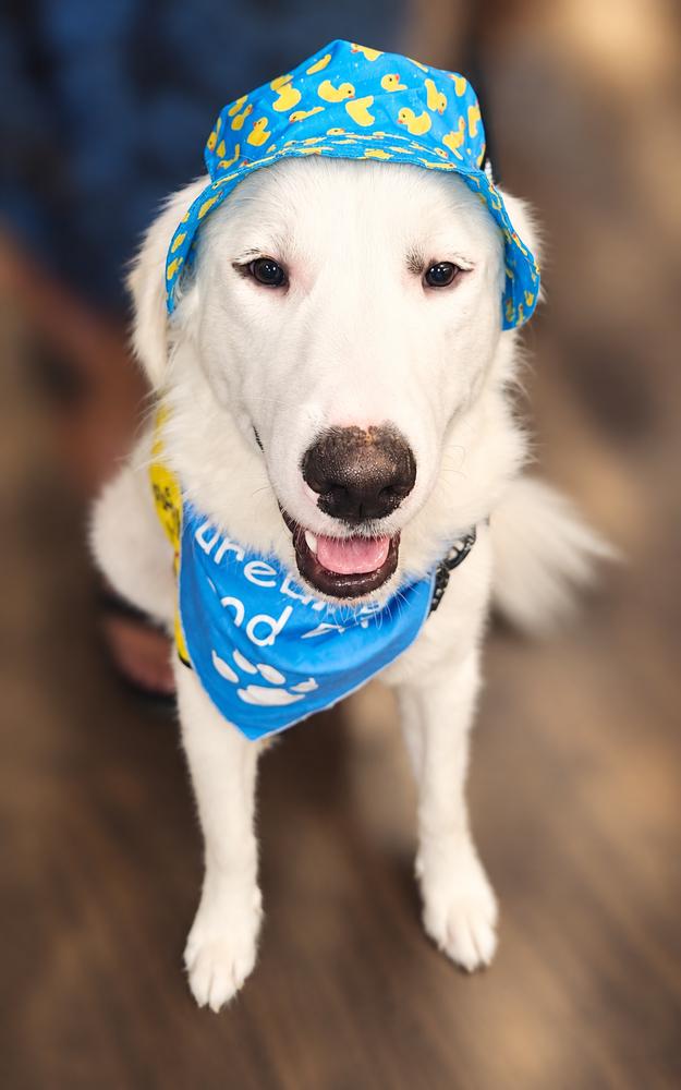 Enlarge Boo Boy, a Adoptable mixed breed in Dallas, TX image 4/5