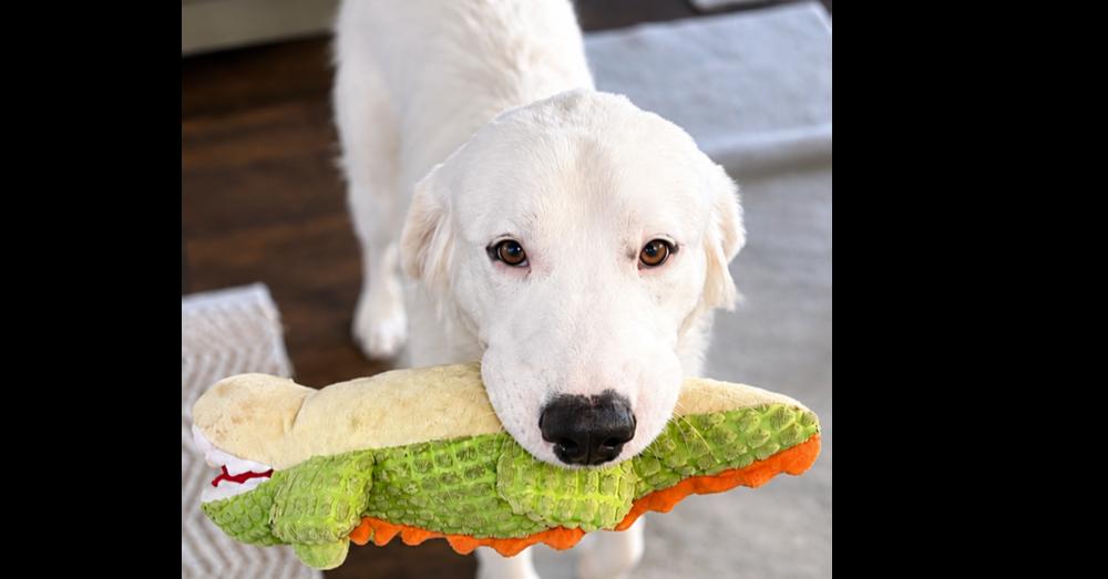 Enlarge Boo Boy, a Adoptable mixed breed in Dallas, TX image 5/5