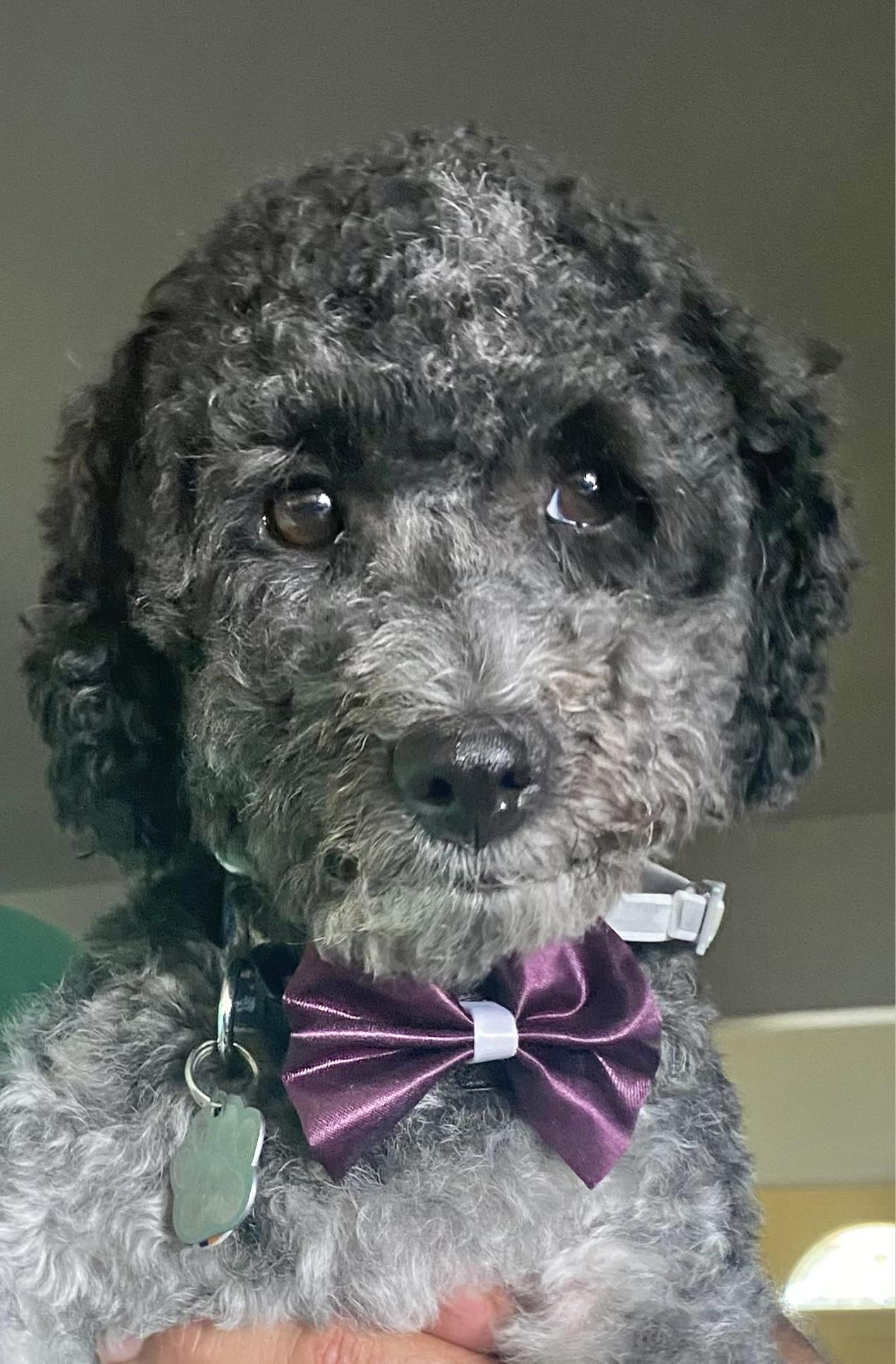 Enlarge Oreo, a ADOPTABLE mixed breed in Corona Del Mar, CA image 2/2