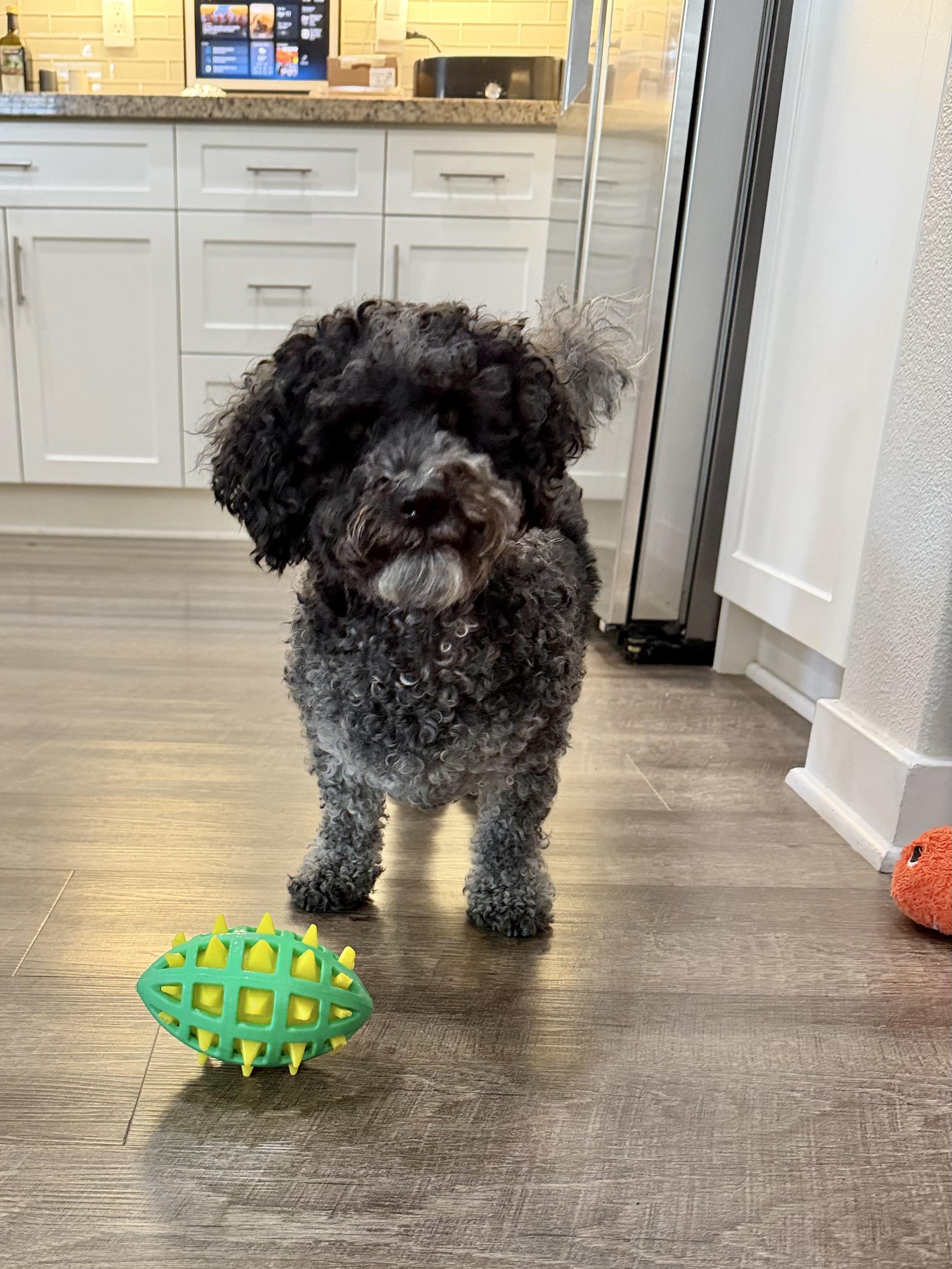Enlarge Oreo, a ADOPTABLE mixed breed in Corona Del Mar, CA image 3/5