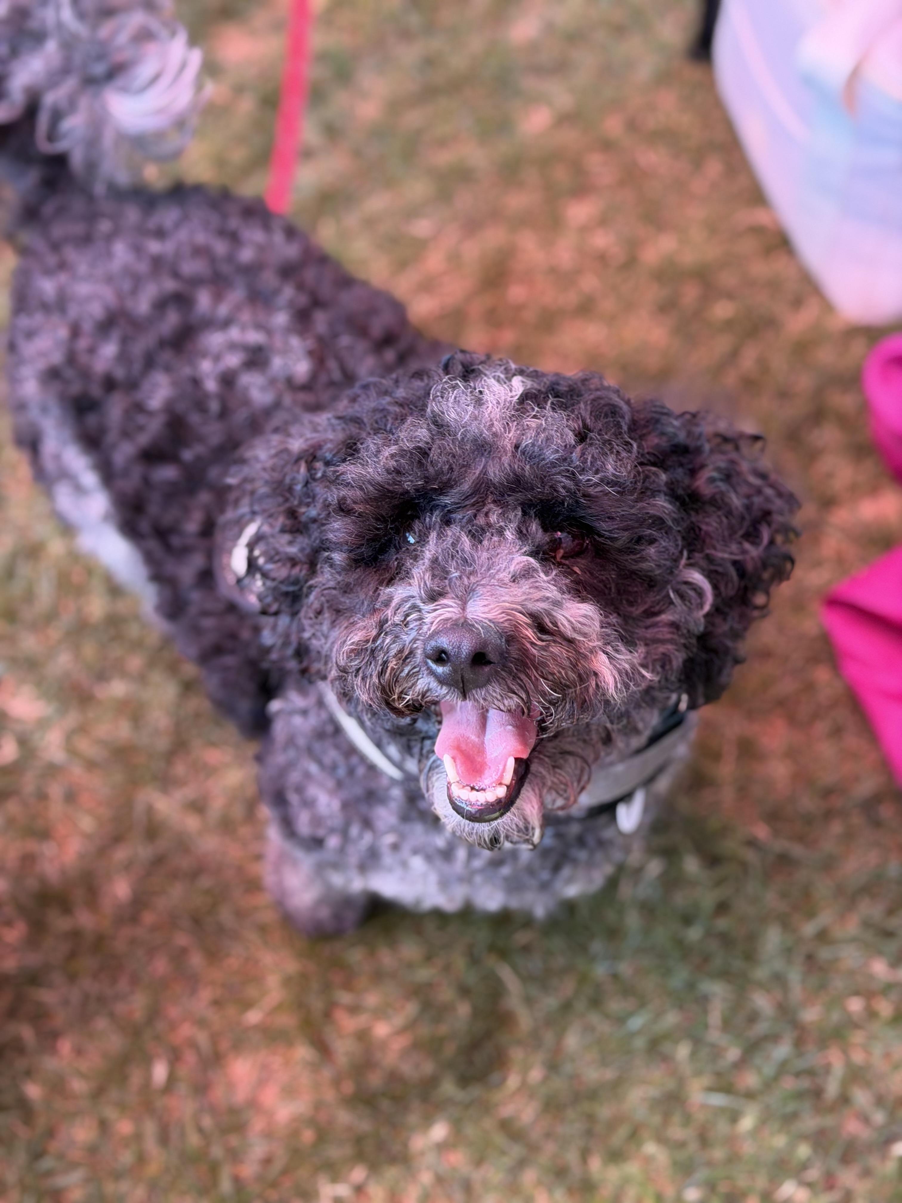 Enlarge Oreo, a ADOPTABLE mixed breed in Corona Del Mar, CA image 5/5