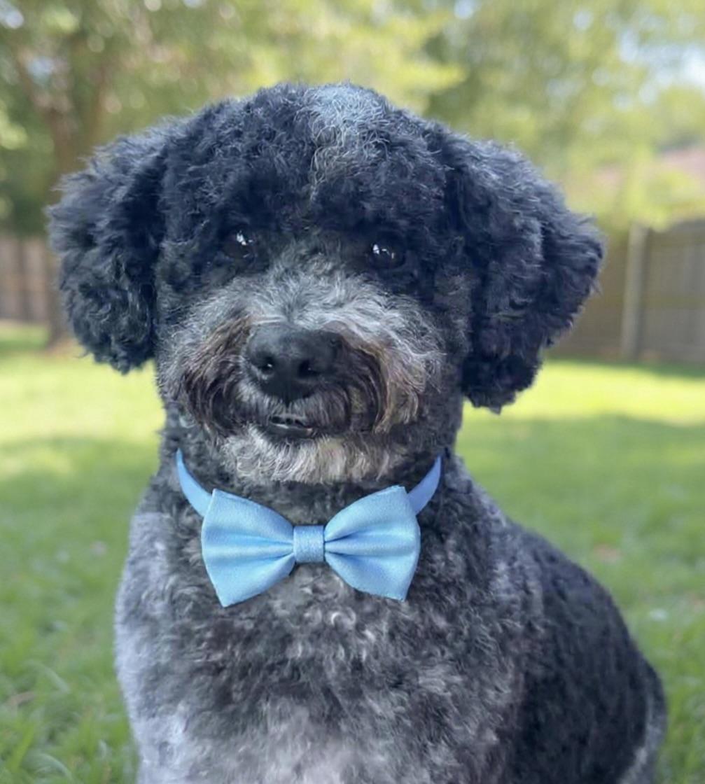 Oreo, ADOPTABLE, Young Male Miniature Poodle & Shih Tzu.