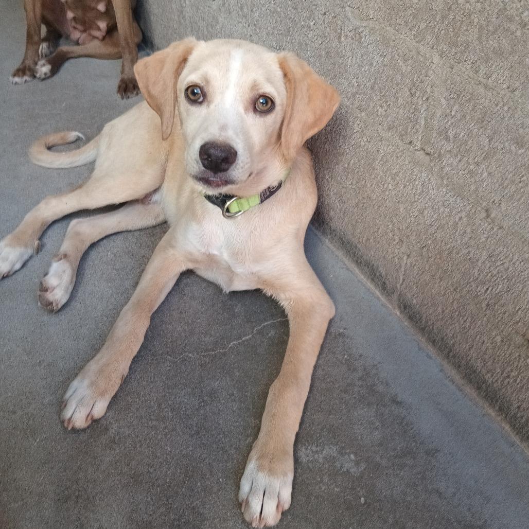 Enlarge Jeeves, a Adoptable Retriever in Casa Grande, AZ image 1/2