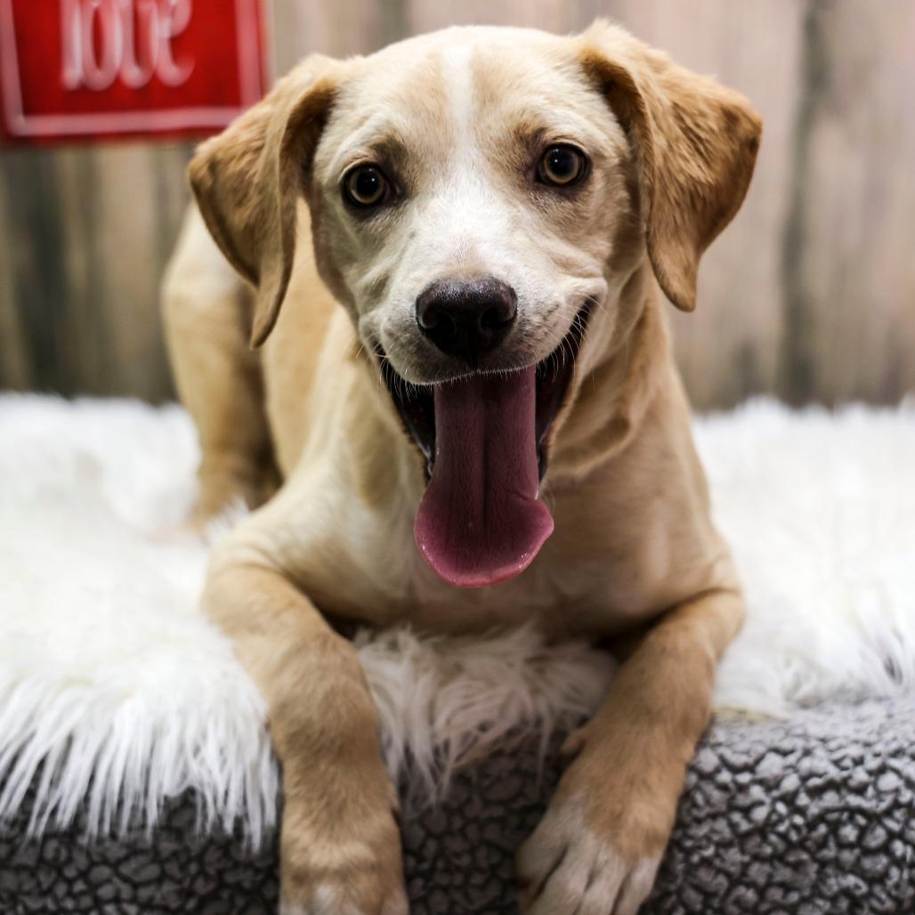 Enlarge Jeeves, a Adoptable Retriever in Casa Grande, AZ image 2/2