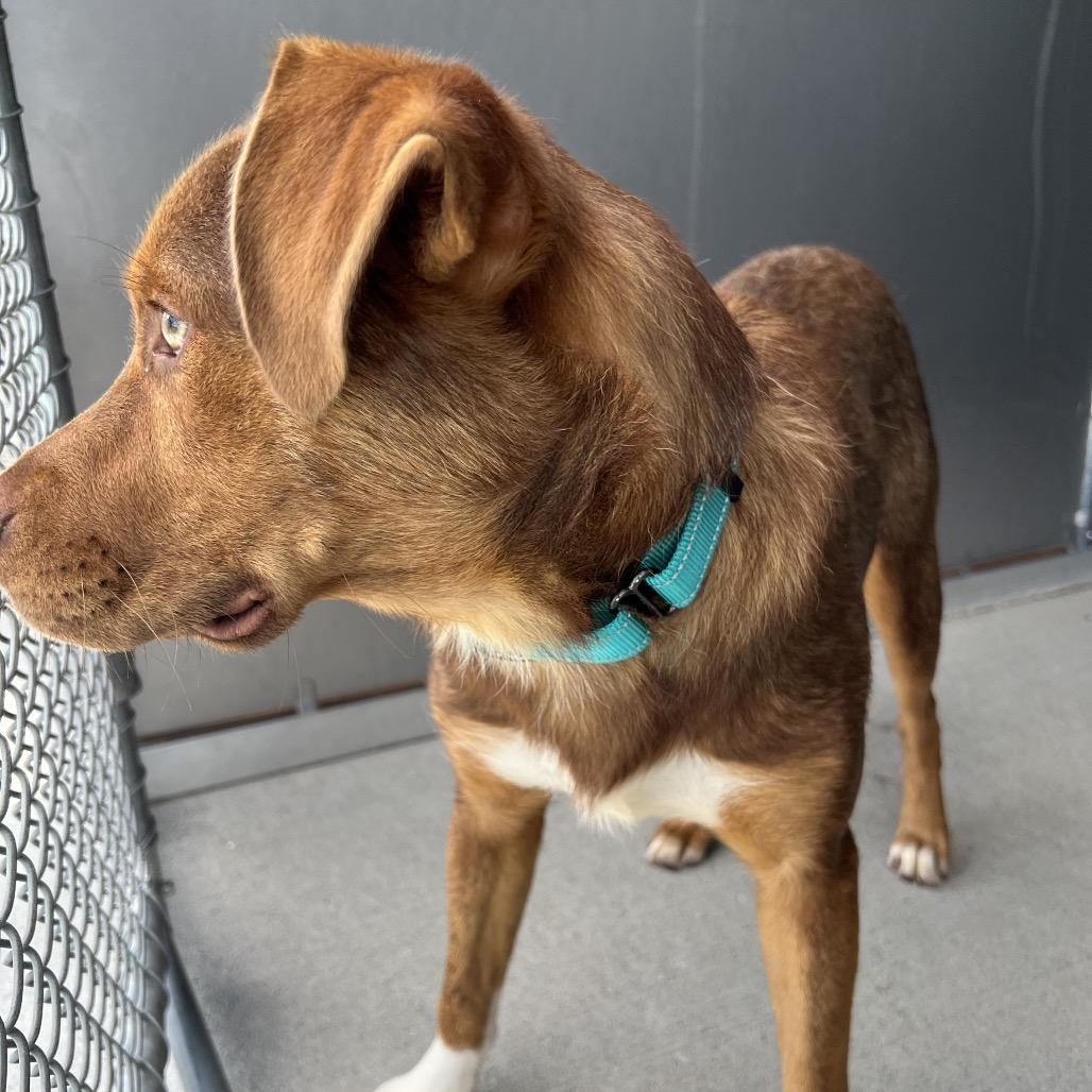 Bear, ADOPTABLE, Young • Male, Labrador Retriever & Australian Kelpie.