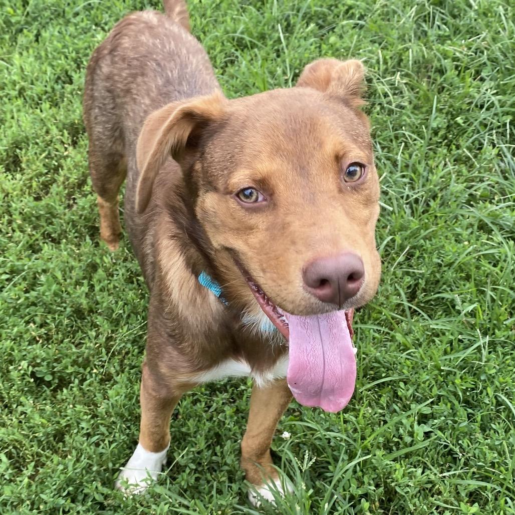 Enlarge Bear, a Adoptable mixed breed in Wilmington, DE image 3/6