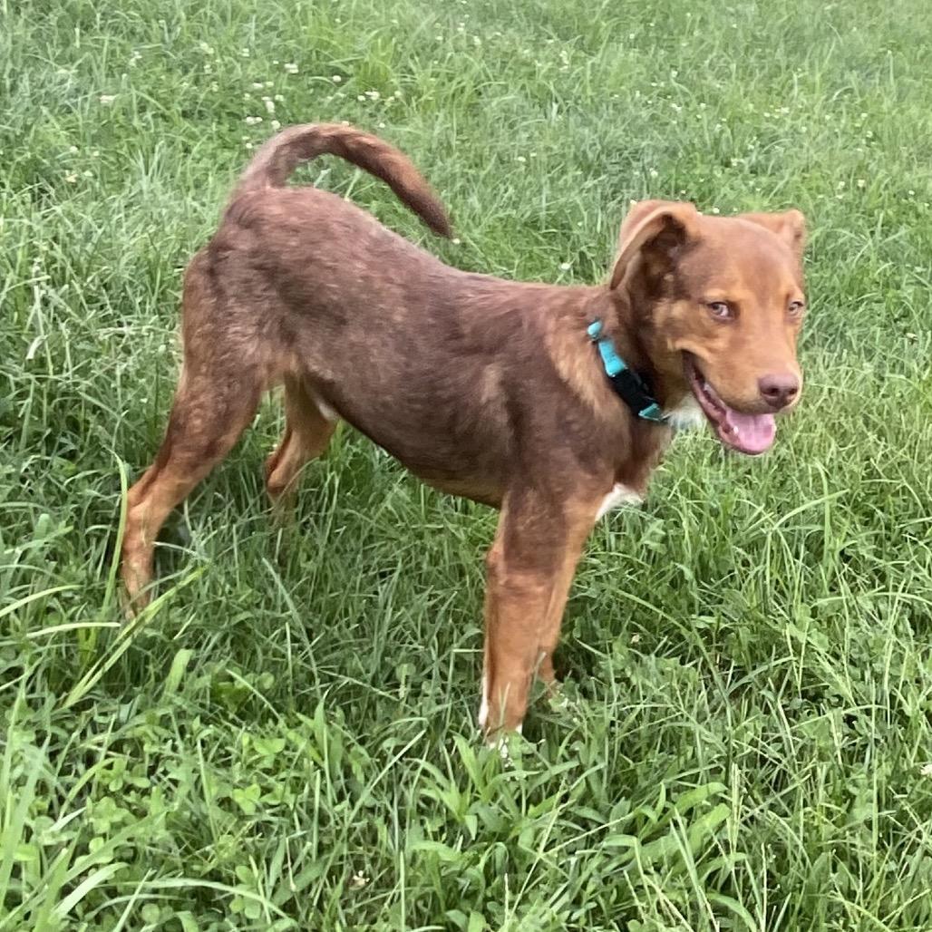 Enlarge Bear, a Adoptable mixed breed in Wilmington, DE image 5/6