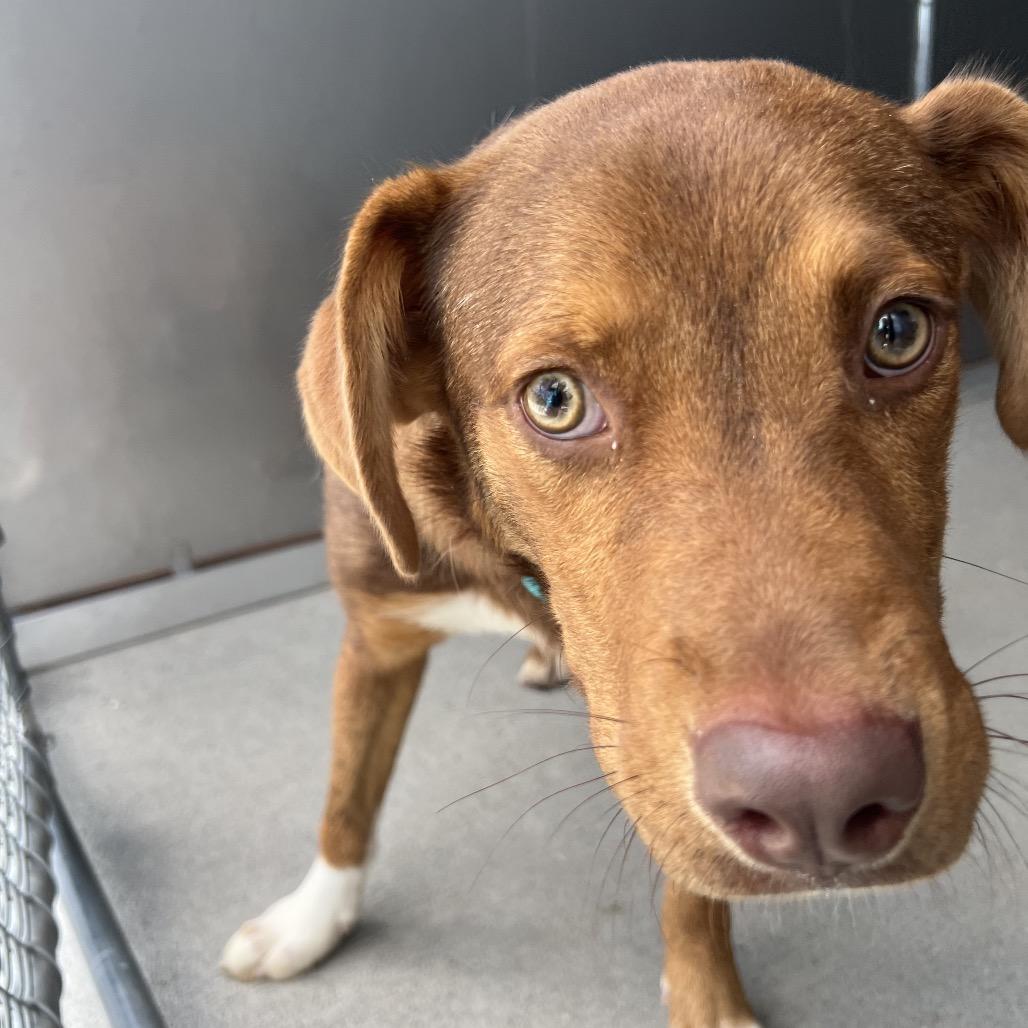 Enlarge Bear, a Adoptable mixed breed in Wilmington, DE image 6/6