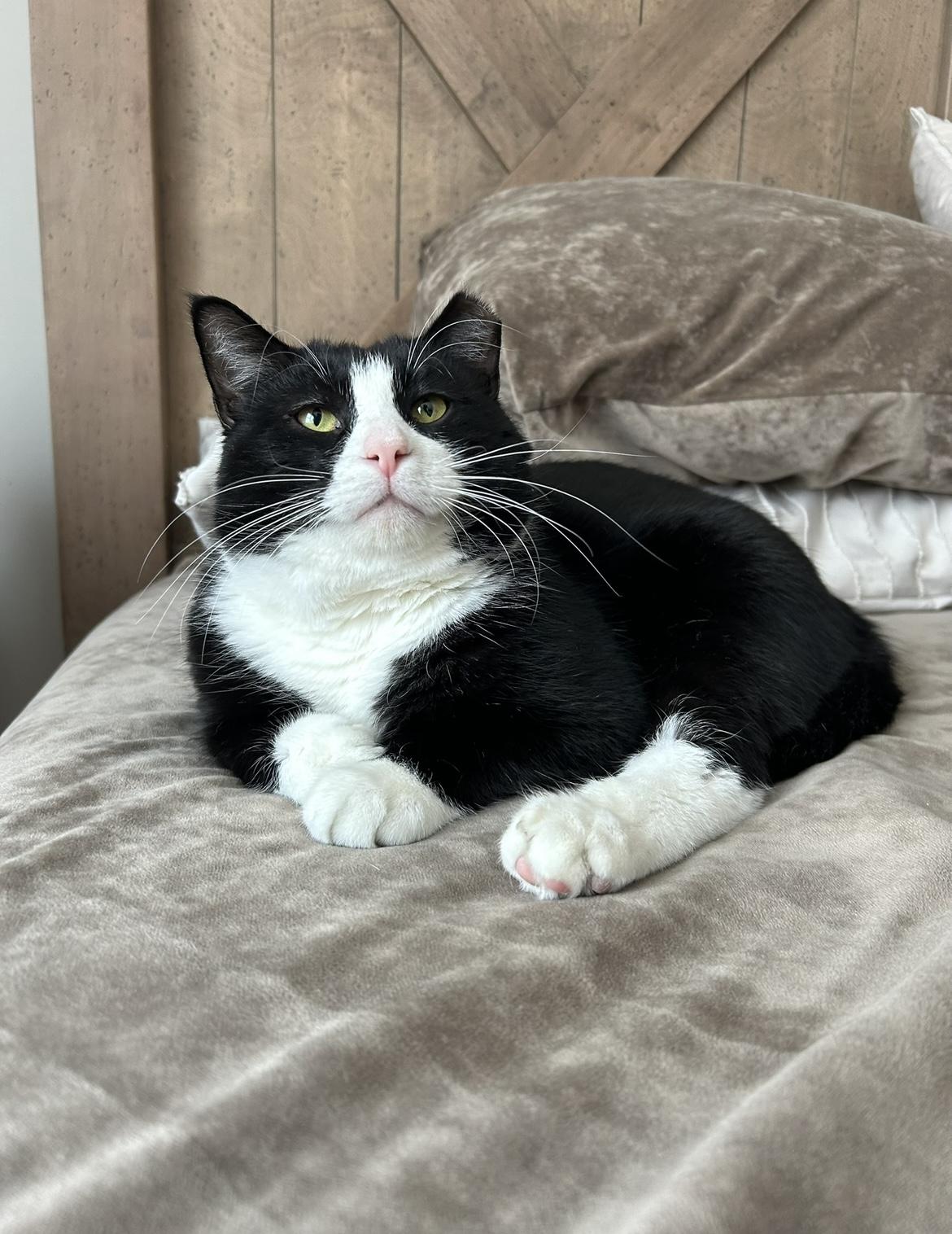 Enlarge Gus & Tuna, a Adopted Domestic Short Hair in Nesquehoning, PA image 1/6