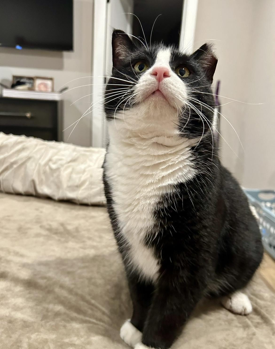 Enlarge Gus & Tuna, a Adopted Domestic Short Hair in Nesquehoning, PA image 2/6