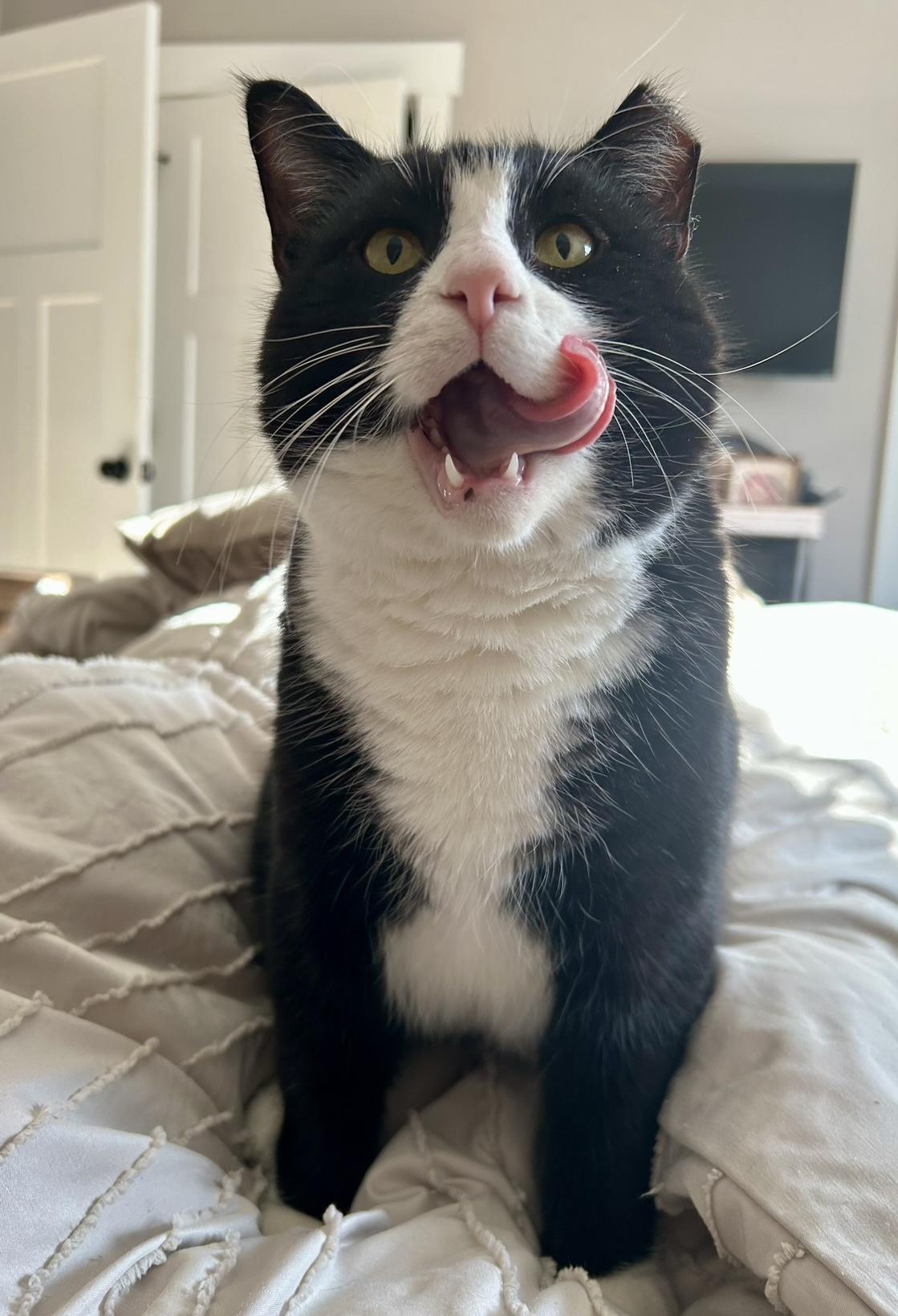 Enlarge Gus & Tuna, a Adopted Domestic Short Hair in Nesquehoning, PA image 3/6